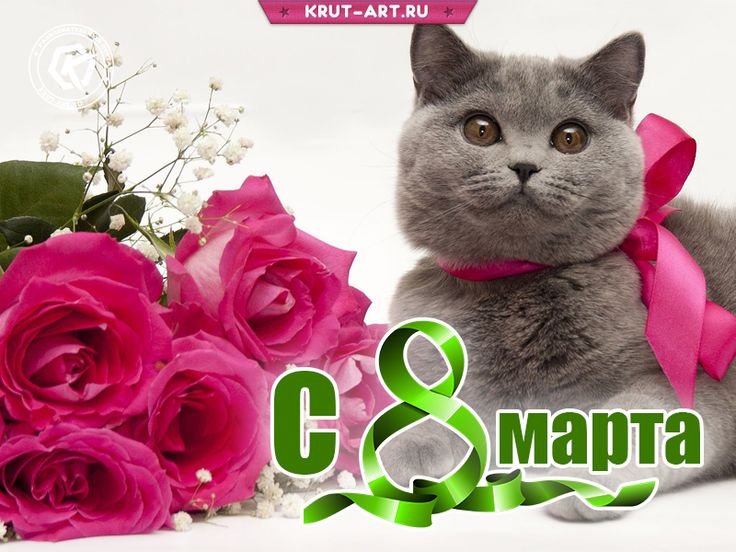 Котик с цветочком