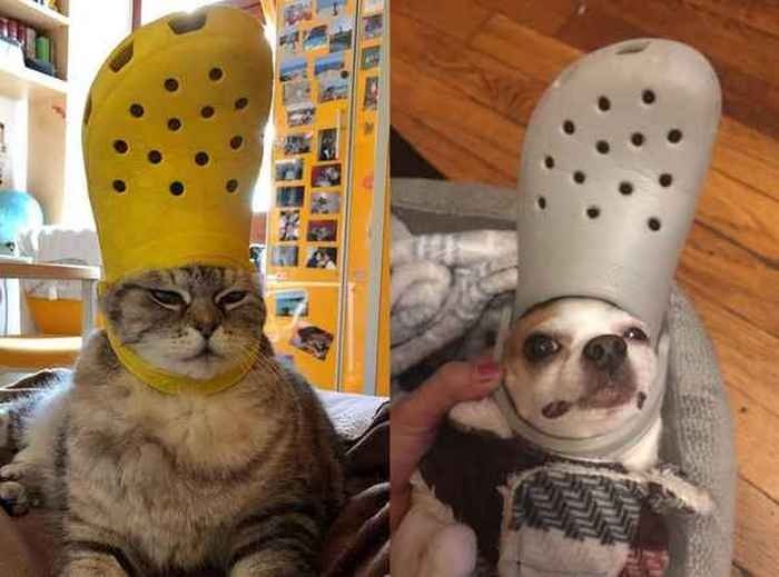 Кот с тапком на голове