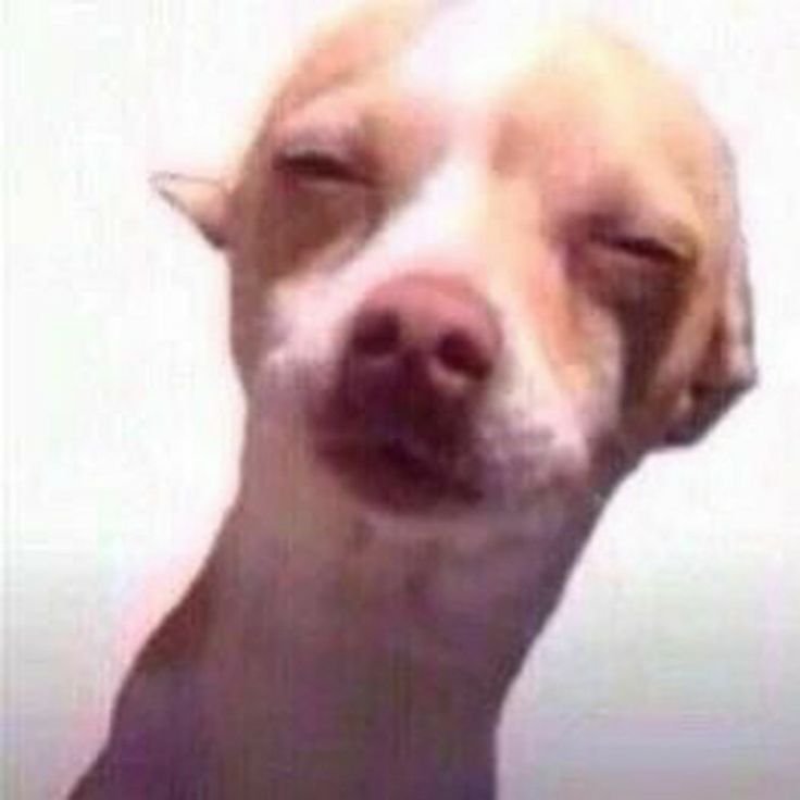 Собака прищурилась