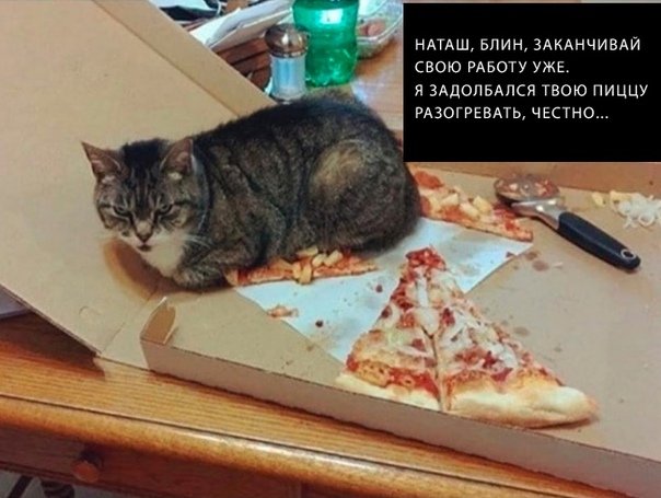 Кот ждет пиццу