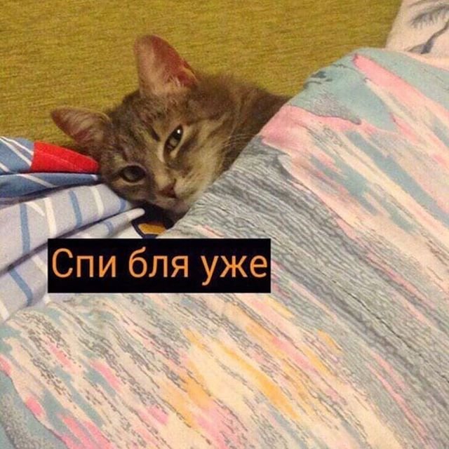 Котики для важных переговоров