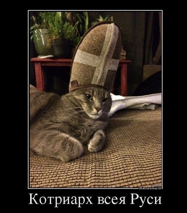 Кошка в тапке