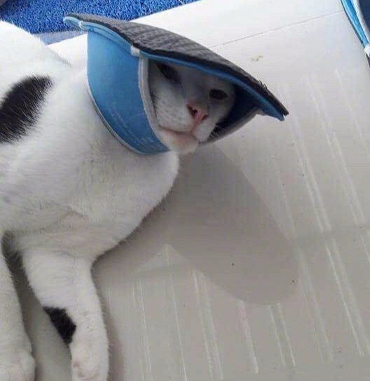 Кот с тапочкой на голове