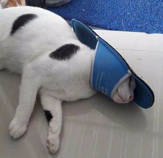 Кот в тапке прикол