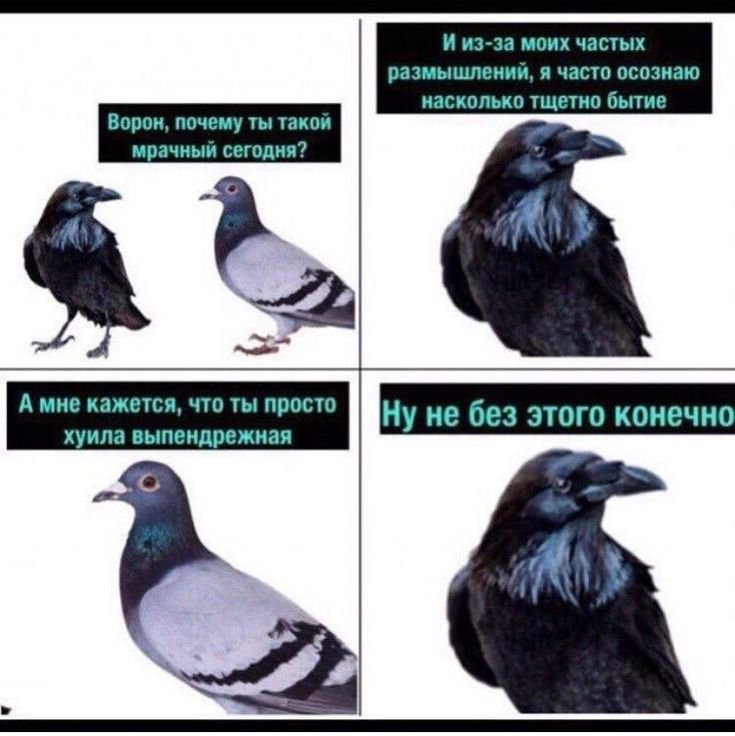 Мемы про ворон