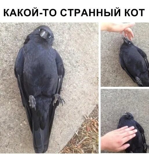 Ворона Мем