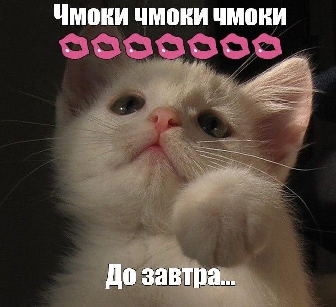 Мемы с котятами