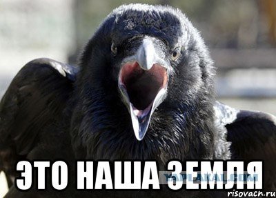 Ворона мемы