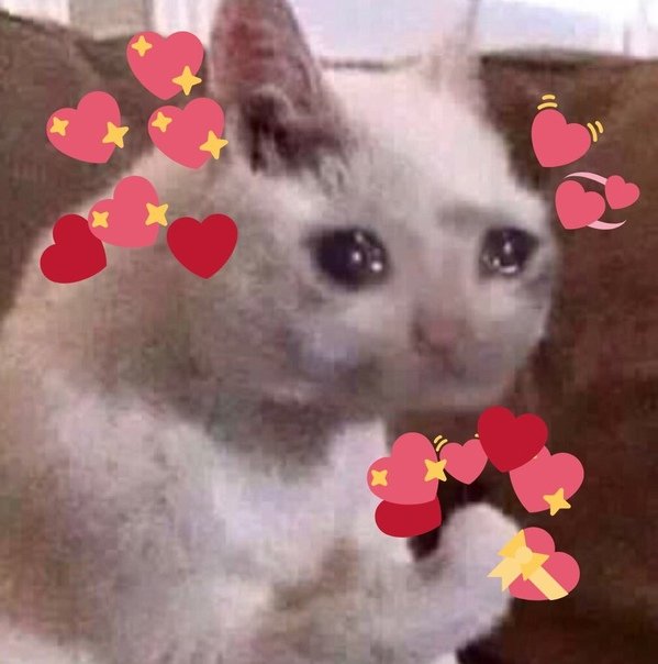 Мемы с котиками и сердечками