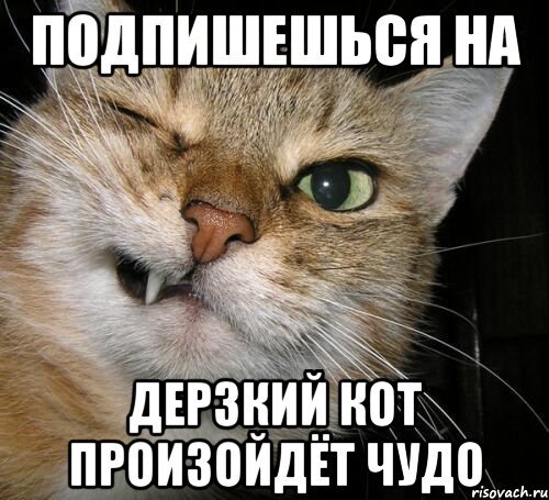 Нахальный кот