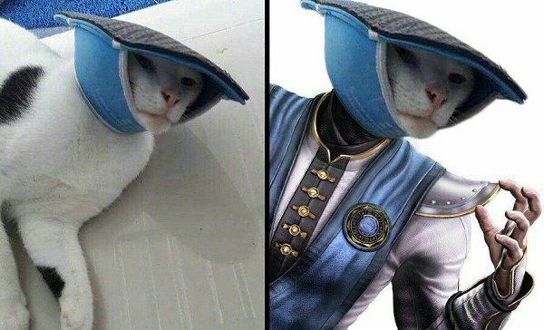 Кот мортал комбат