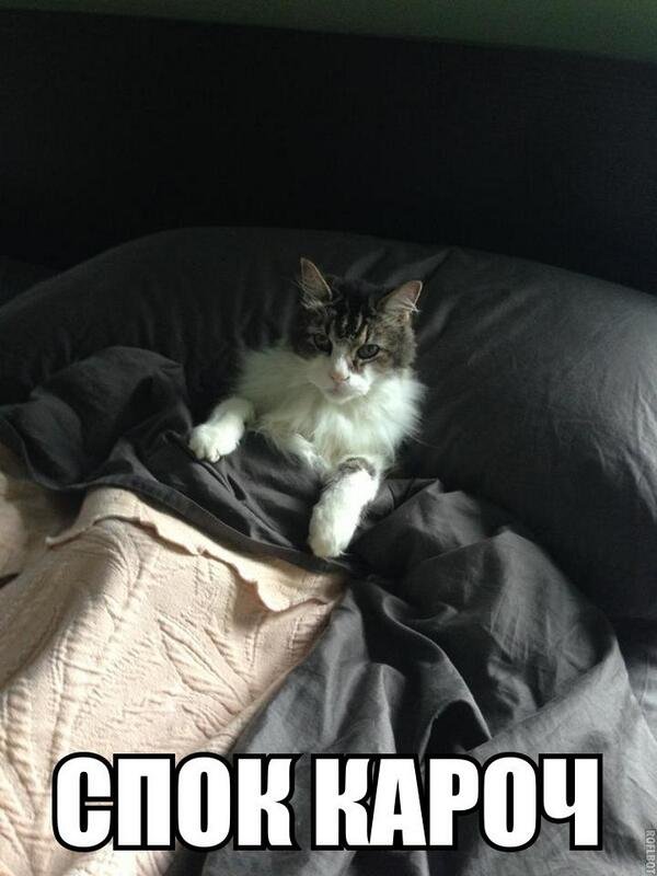 Спокойный кот Мем