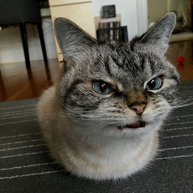 Растерянный котик