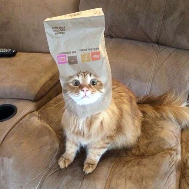 Кот с тапком на голове