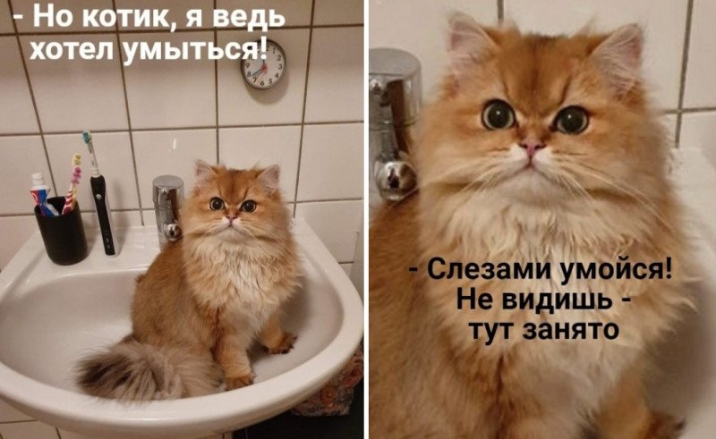 Котик раковина слезами умойся