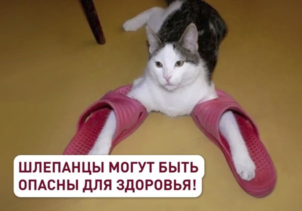 Кот в тапочке