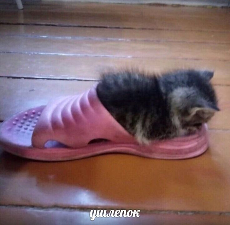 Кот в шлепках