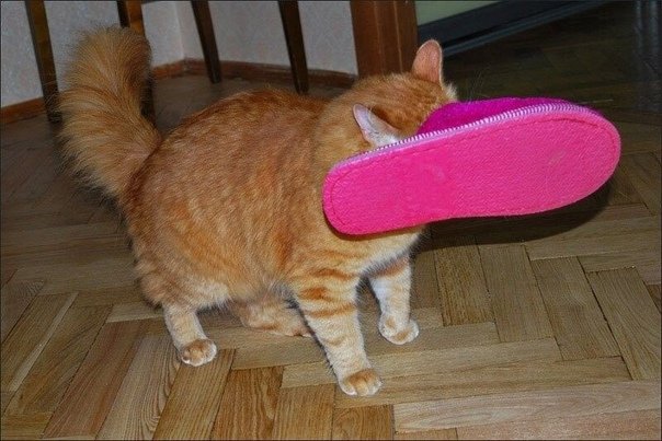 Кот в тапочках