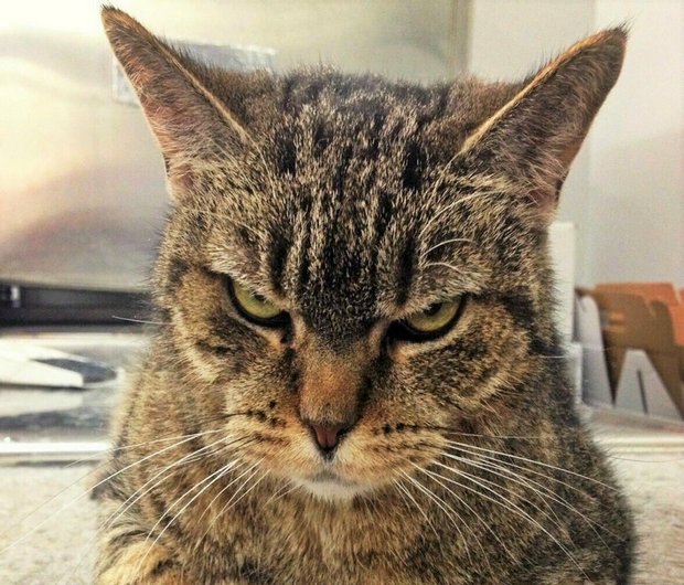 Серьезный кот