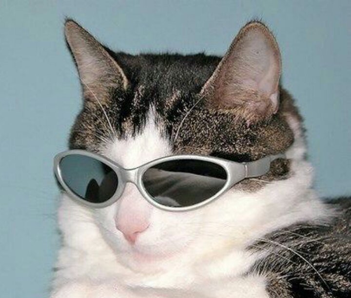 Кот в очках Мем