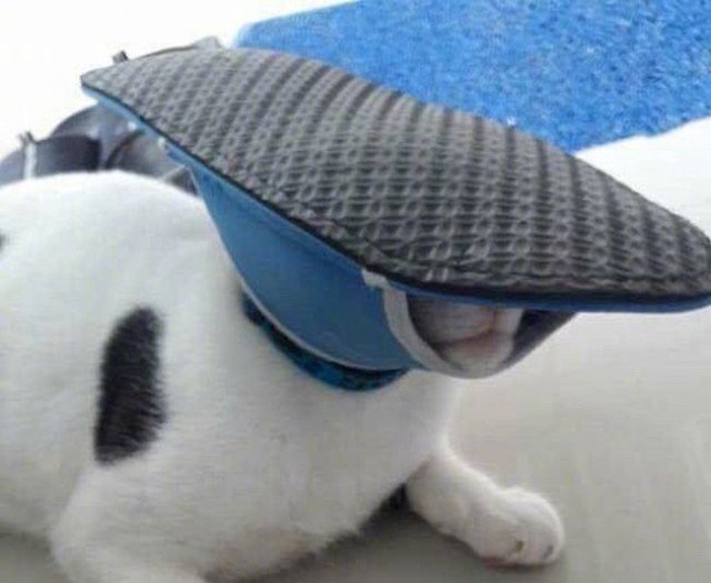 Кот с тапком на башке