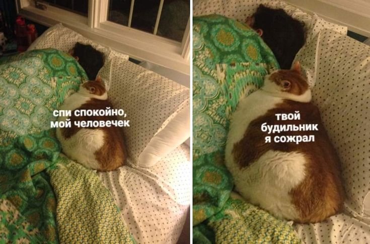 Кот будильник