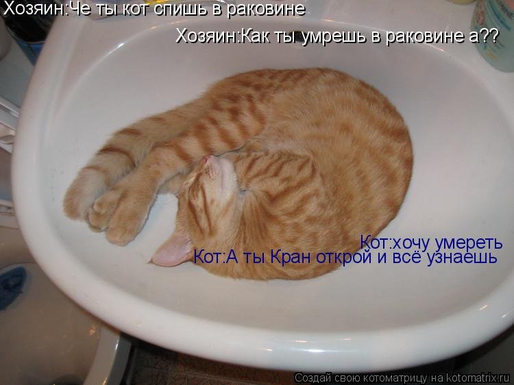 Кот спит в раковине