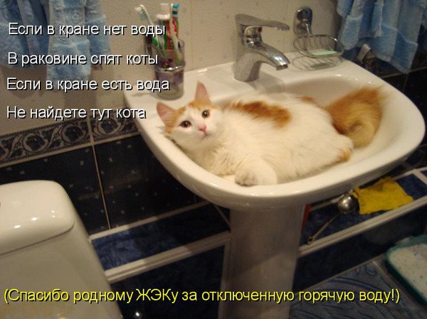 Кот в раковине