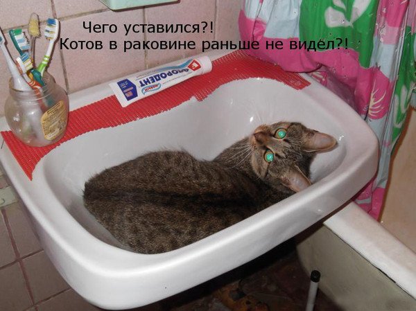 Кот в умывальнике
