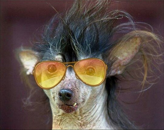 Чихуахуа китайская хохлатая