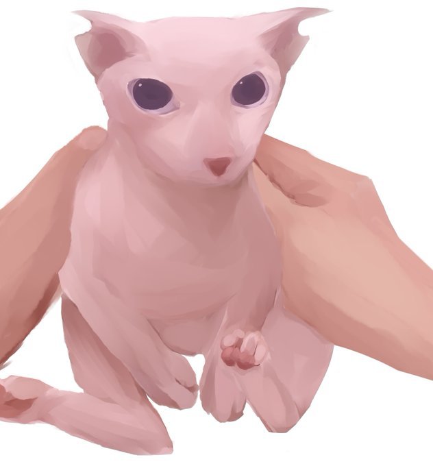 Сфинкс Бигус