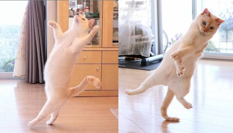 Кот танцует брейк данс