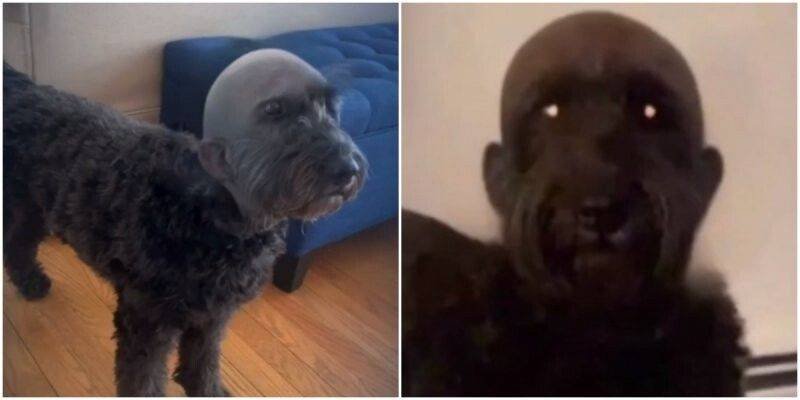 Собаки похожие на людей