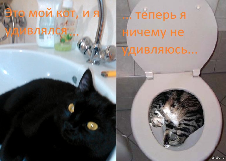 Кот в раковине Мем