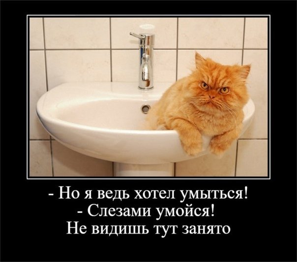 Слезами умойся котик