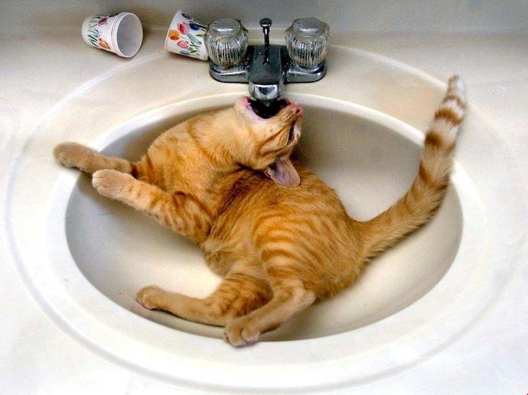 Кот в раковине