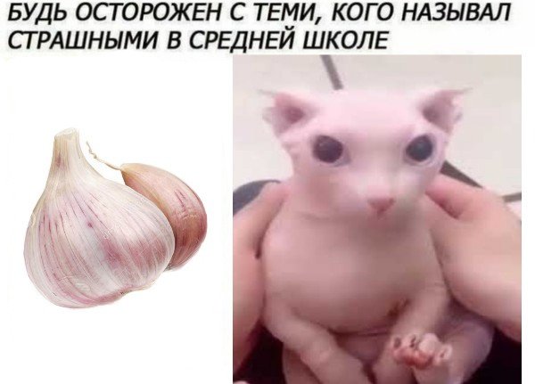 Лысый кот БИНГУС