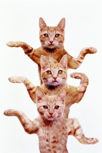 Танцующие кошки