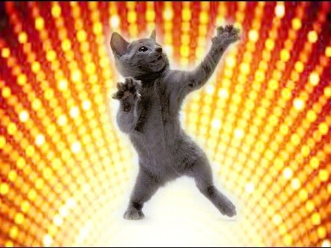 Танцующая кошка