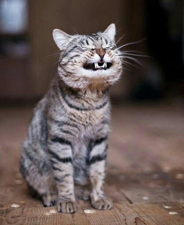 Радостный кот