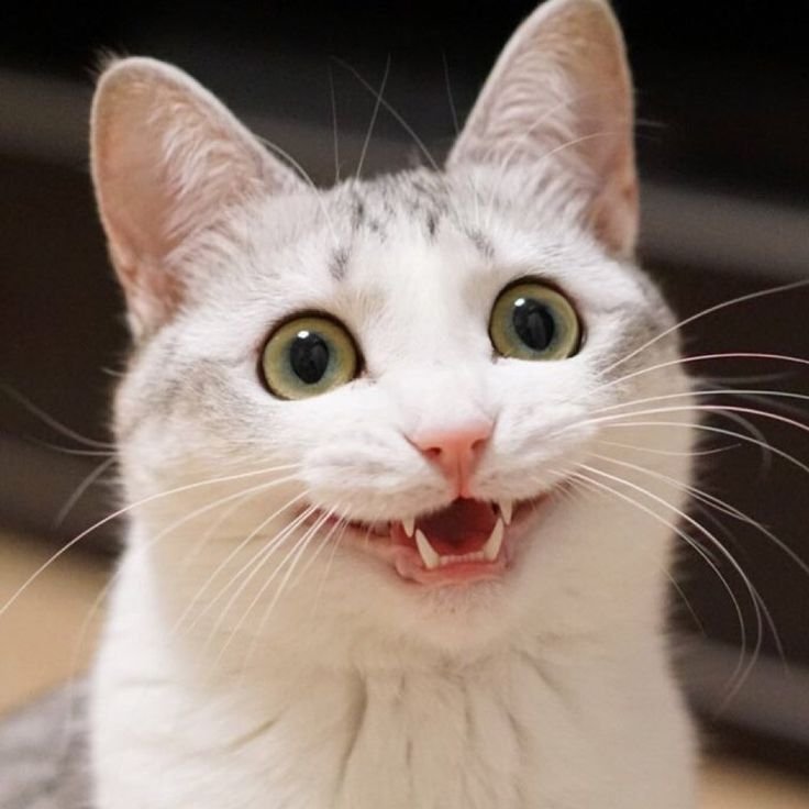 Радостный кот