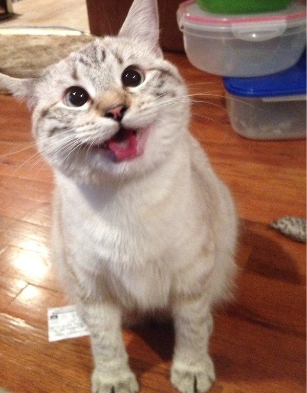 Котик улыбается