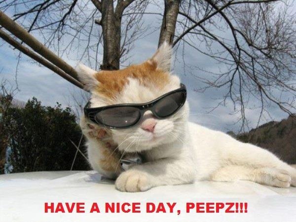 Крутая кошка в очках