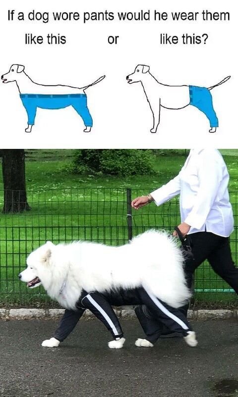 Штаны для собак