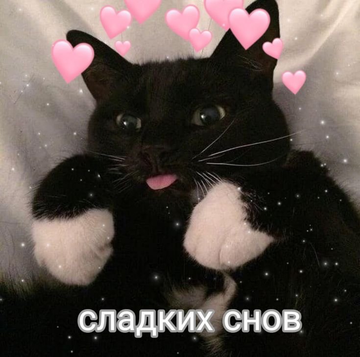 Котик с сердечком