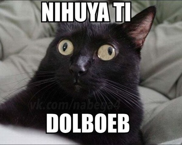 Черный кот Мем