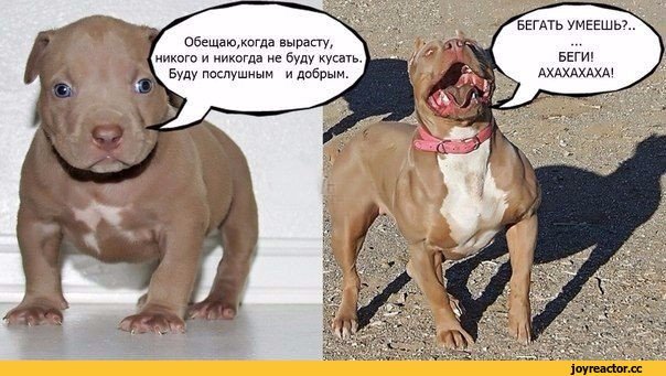 Питбуль Мем