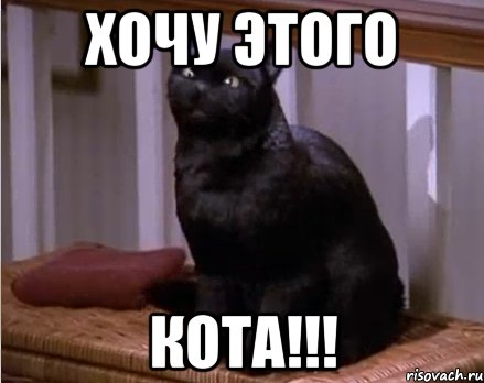 Кот буэ Мем