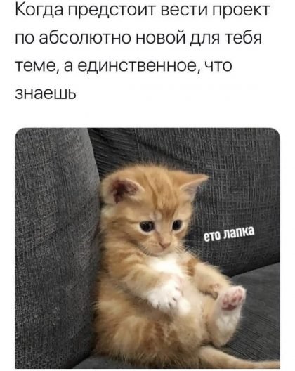 Мемы с котятами