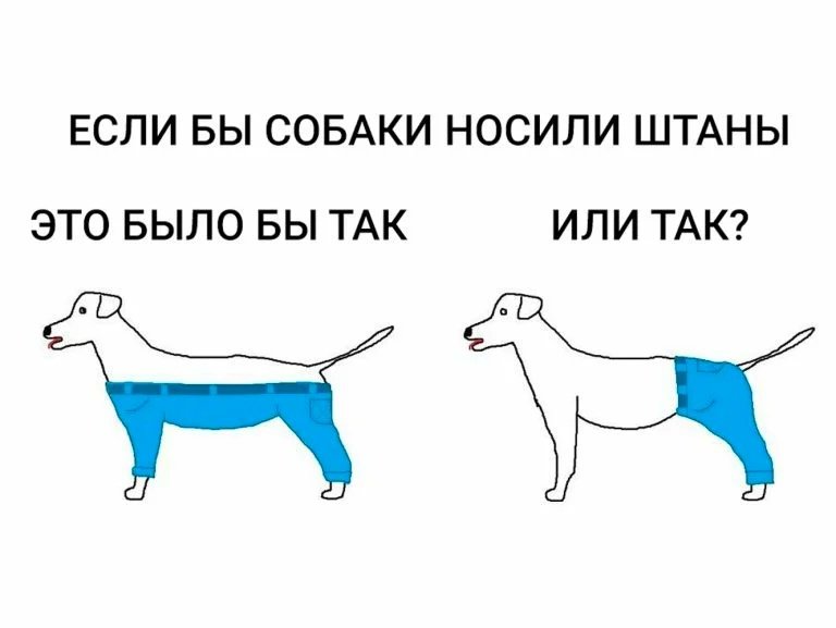 Как бы собака носила штаны